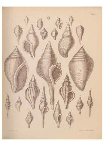 Reproducción/Reproduction 42969182795: An atlas of the fossil conchology of Great Britain and Ireland :. London :Sonnenschein,1889.. 
