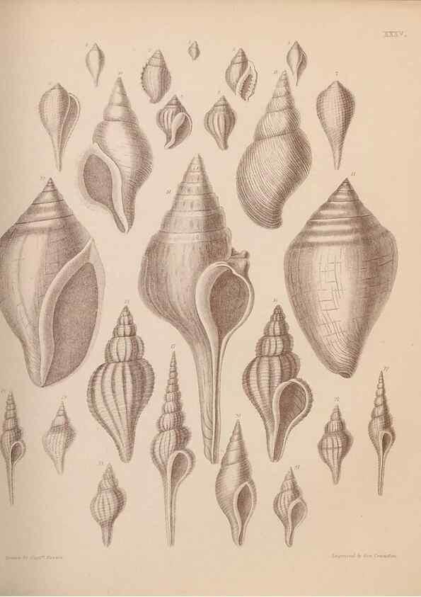 Reproducción/Reproduction 42969182795: An atlas of the fossil conchology of Great Britain and Ireland :. London :Sonnenschein,1889.. 