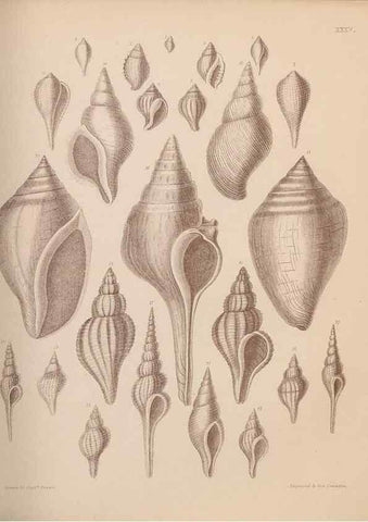 Reproducción/Reproduction 42969182795: An atlas of the fossil conchology of Great Britain and Ireland :. London :Sonnenschein,1889.. 