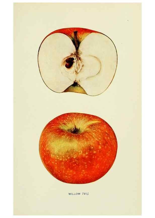 Reproducción/Reproduction 41737577524: The apples of New York,. Albany,J. B. Lyon Co., Printers,1905.. 