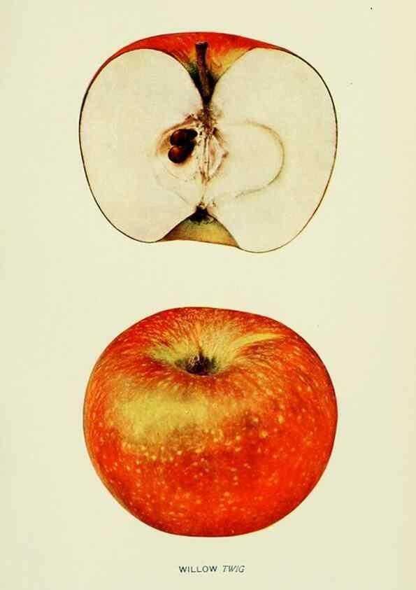 Reproducción/Reproduction 41737577524: The apples of New York,. Albany,J. B. Lyon Co., Printers,1905.. 