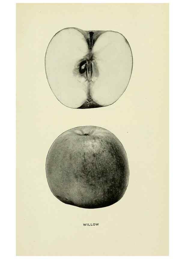 Reproducción/Reproduction 27590346747: The apples of New York,. Albany,J. B. Lyon Co., Printers,1905.. 