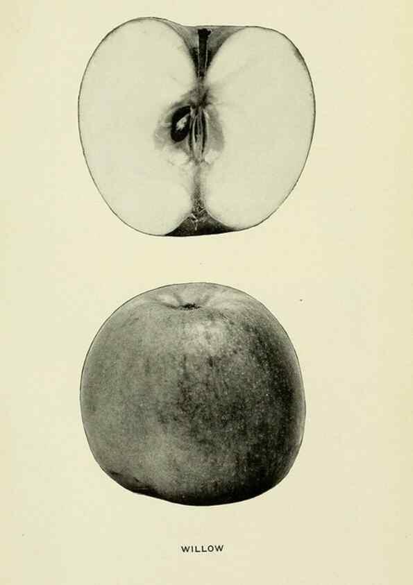Reproducción/Reproduction 27590346747: The apples of New York,. Albany,J. B. Lyon Co., Printers,1905.. 