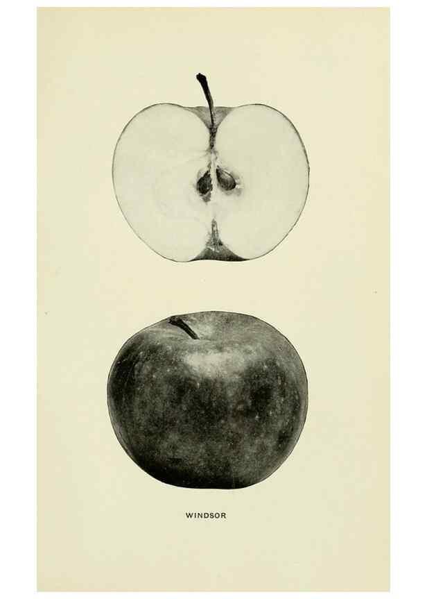 Reproducción/Reproduction 40652251040: The apples of New York,. Albany,J. B. Lyon Co., Printers,1905.. 