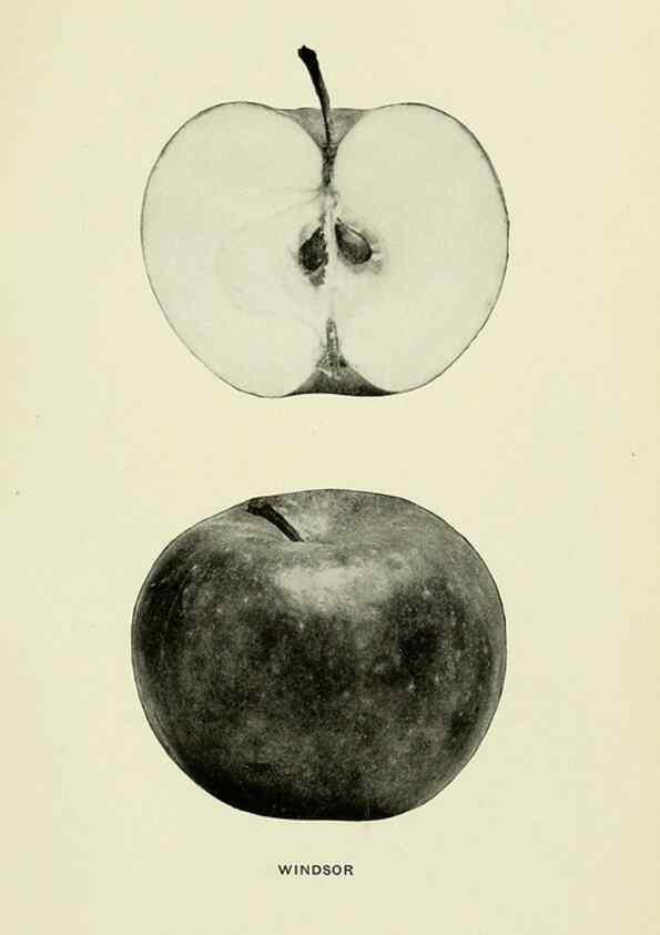 Reproducción/Reproduction 40652251040: The apples of New York,. Albany,J. B. Lyon Co., Printers,1905.. 