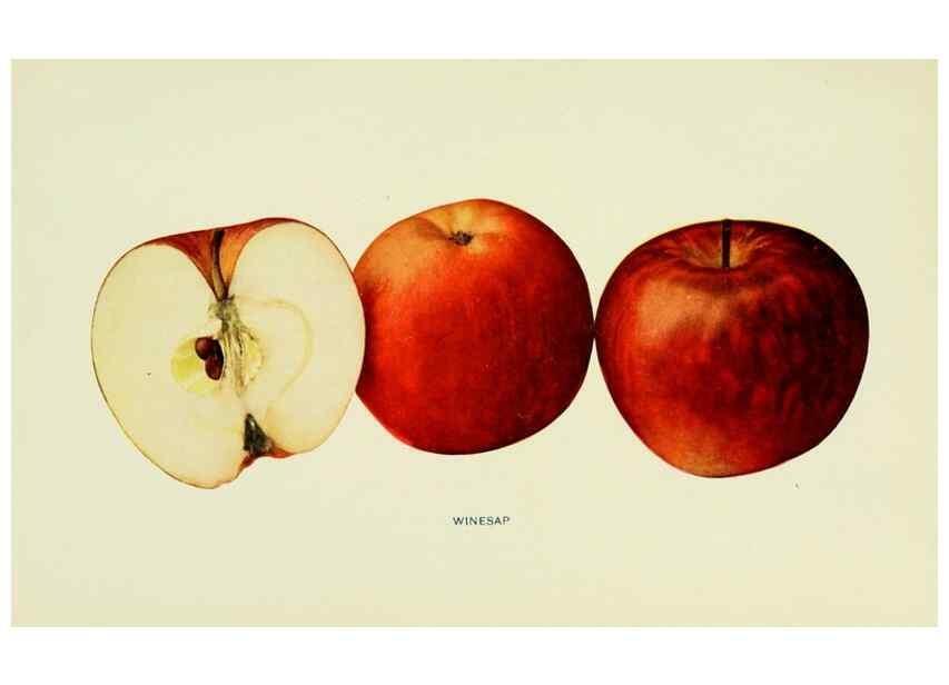 Reproducción/Reproduction 28588070168: The apples of New York,. Albany,J. B. Lyon Co., Printers,1905.. 