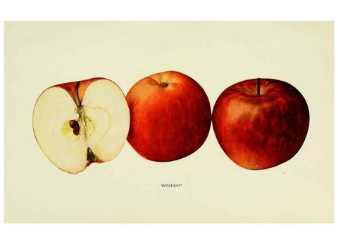 Reproducción/Reproduction 28588070168: The apples of New York,. Albany,J. B. Lyon Co., Printers,1905.. 