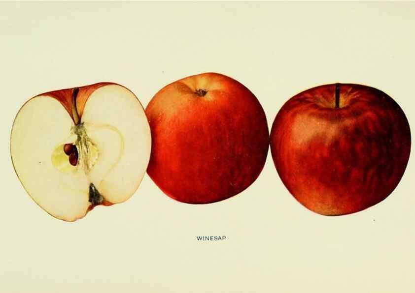 Reproducción/Reproduction 28588070168: The apples of New York,. Albany,J. B. Lyon Co., Printers,1905.. 