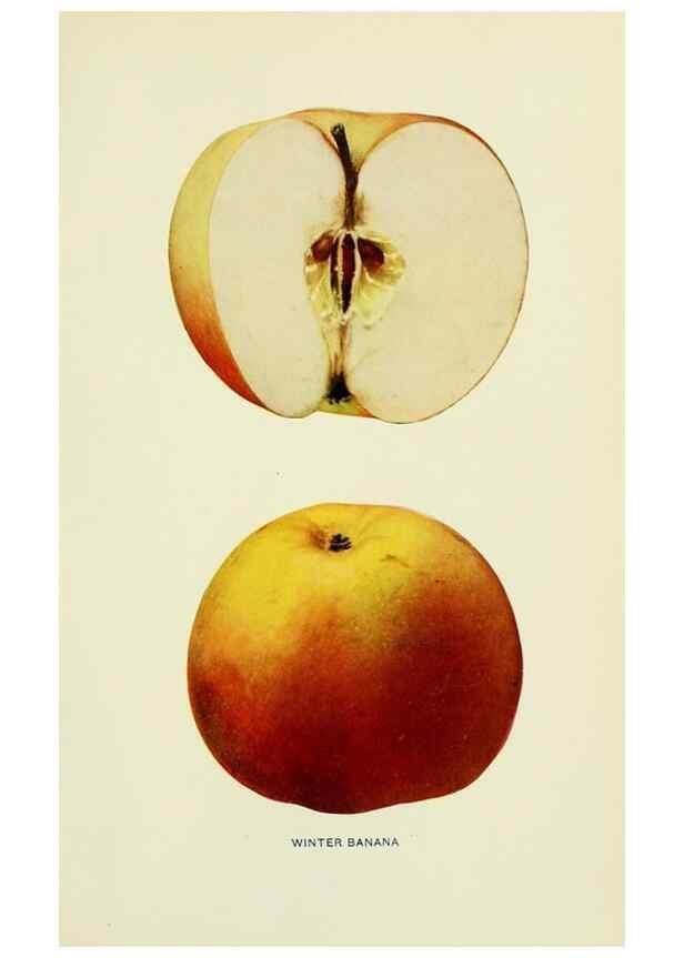Reproducción/Reproduction 27590351377: The apples of New York,. Albany,J. B. Lyon Co., Printers,1905.. 