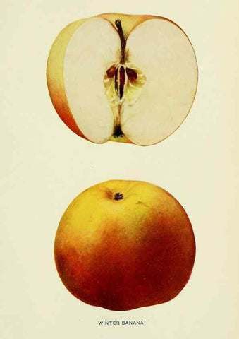 Reproducción/Reproduction 27590351377: The apples of New York,. Albany,J. B. Lyon Co., Printers,1905.. 