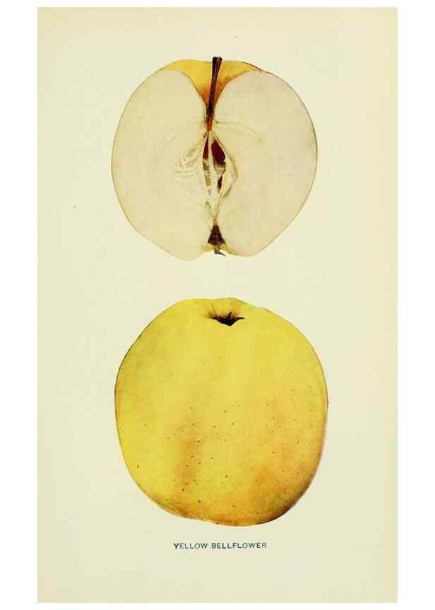 Reproducción/Reproduction 41558196455: The apples of New York,. Albany,J. B. Lyon Co., Printers,1905.. 
