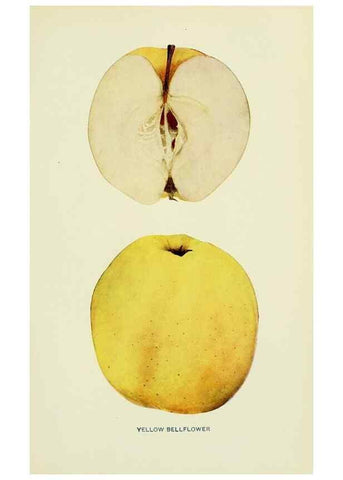 Reproducción/Reproduction 41558196455: The apples of New York,. Albany,J. B. Lyon Co., Printers,1905.. 