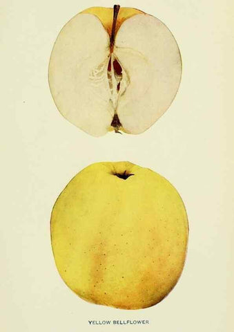 Reproducción/Reproduction 41558196455: The apples of New York,. Albany,J. B. Lyon Co., Printers,1905.. 