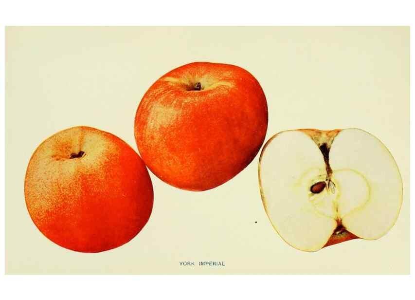 Reproducción/Reproduction 28588077898: The apples of New York,. Albany,J. B. Lyon Co., Printers,1905.. 
