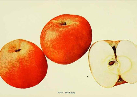 Reproducción/Reproduction 28588077898: The apples of New York,. Albany,J. B. Lyon Co., Printers,1905.. 