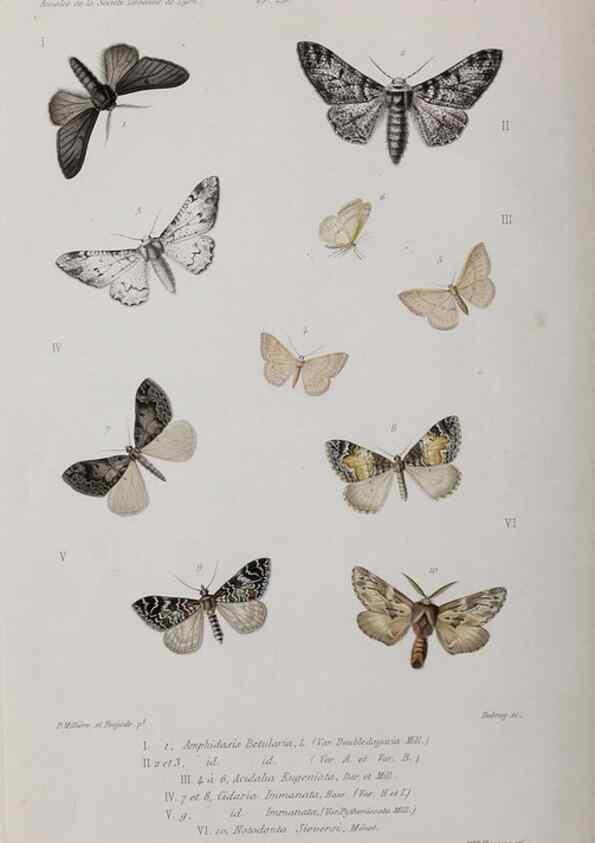 Reproducción/Reproduction 42120593445: Annales de la Société Linnéenne de Lyon.. Lyon :Société Linnéenne de Lyon.. 