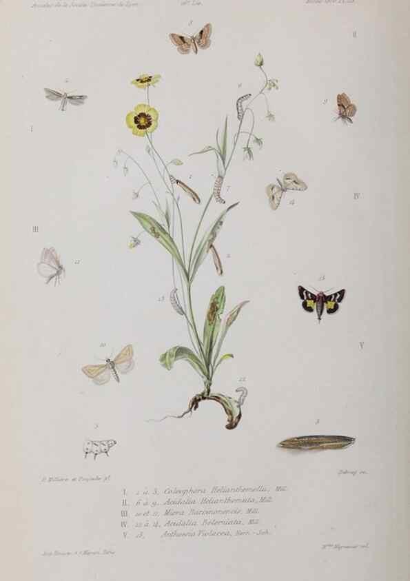 Reproducción/Reproduction 41211821210: Annales de la Société Linnéenne de Lyon.. Lyon :Société Linnéenne de Lyon.. 