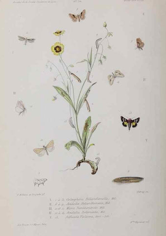 Reproducción/Reproduction 41211821210: Annales de la Société Linnéenne de Lyon.. Lyon :Société Linnéenne de Lyon.. 