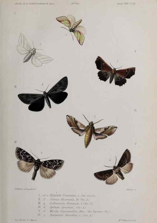 Reproducción/Reproduction 29150257338: Annales de la Société Linnéenne de Lyon.. Lyon :Société Linnéenne de Lyon.. 