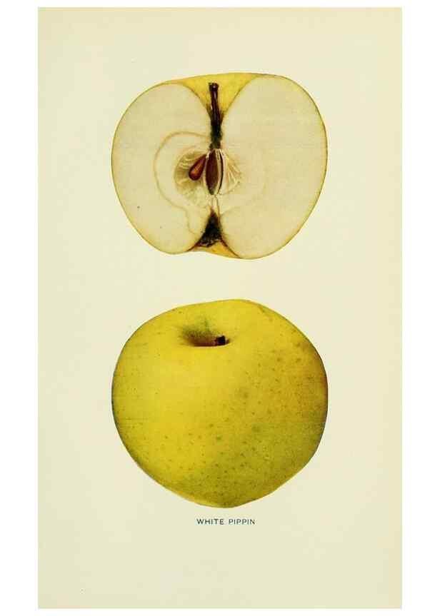 Reproducción/Reproduction 41558179825: The apples of New York,. Albany,J. B. Lyon Co., Printers,1905.. 