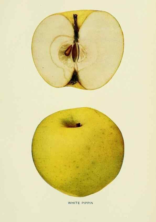 Reproducción/Reproduction 41558179825: The apples of New York,. Albany,J. B. Lyon Co., Printers,1905.. 