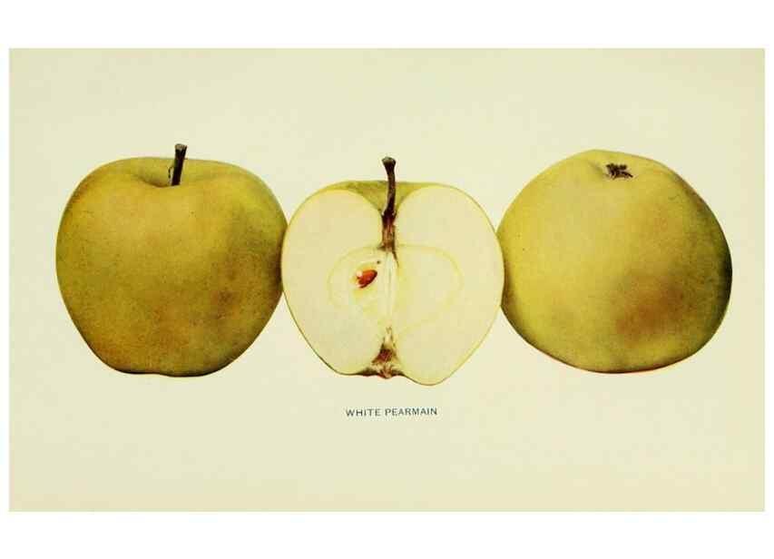 Reproducción/Reproduction 42410112192: The apples of New York,. Albany,J. B. Lyon Co., Printers,1905.. 