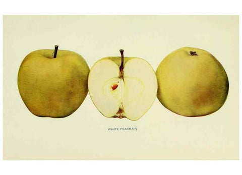 Reproducción/Reproduction 42410112192: The apples of New York,. Albany,J. B. Lyon Co., Printers,1905.. 