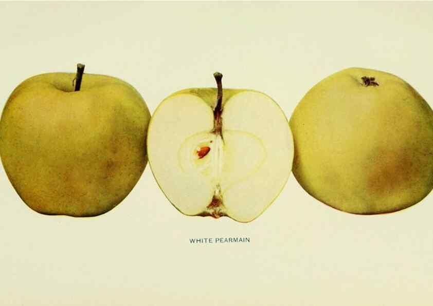 Reproducción/Reproduction 42410112192: The apples of New York,. Albany,J. B. Lyon Co., Printers,1905.. 