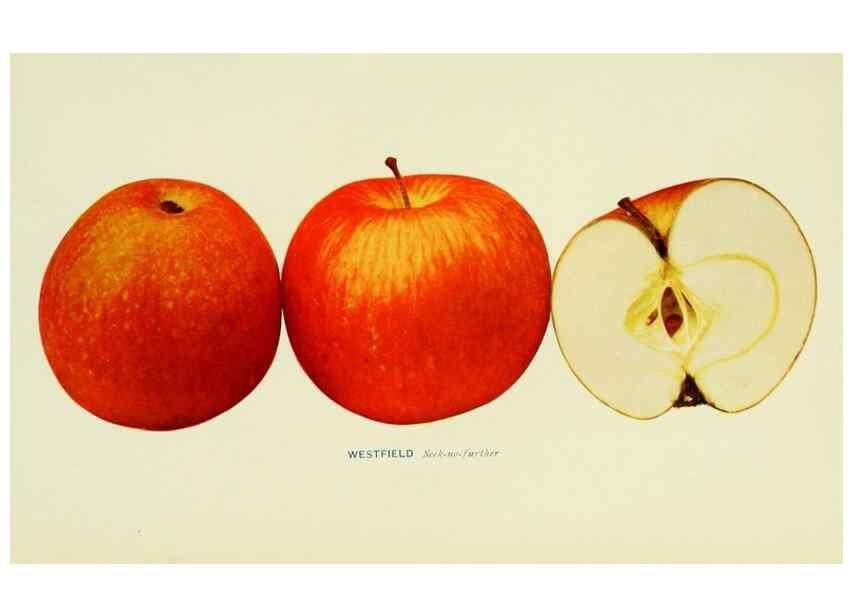 Reproducción/Reproduction 27590338637: The apples of New York,. Albany,J. B. Lyon Co., Printers,1905.. 