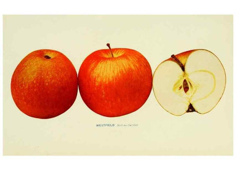 Reproducción/Reproduction 27590338637: The apples of New York,. Albany,J. B. Lyon Co., Printers,1905.. 