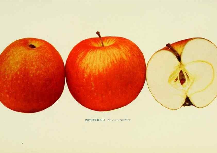 Reproducción/Reproduction 27590338637: The apples of New York,. Albany,J. B. Lyon Co., Printers,1905.. 