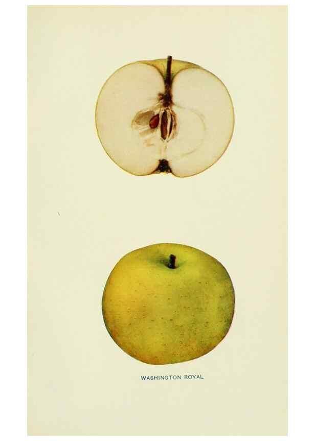 Reproducción/Reproduction 41737569794: The apples of New York,. Albany,J. B. Lyon Co., Printers,1905.. 