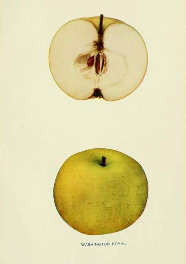 Reproducción/Reproduction 41737569794: The apples of New York,. Albany,J. B. Lyon Co., Printers,1905.. 
