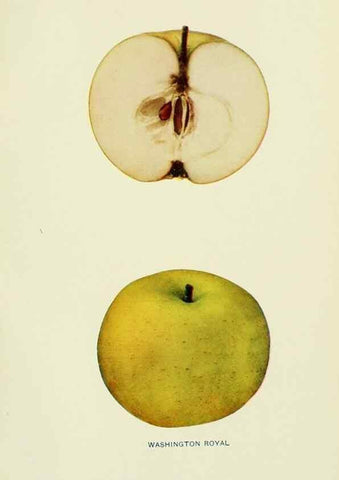 Reproducción/Reproduction 41737569794: The apples of New York,. Albany,J. B. Lyon Co., Printers,1905.. 
