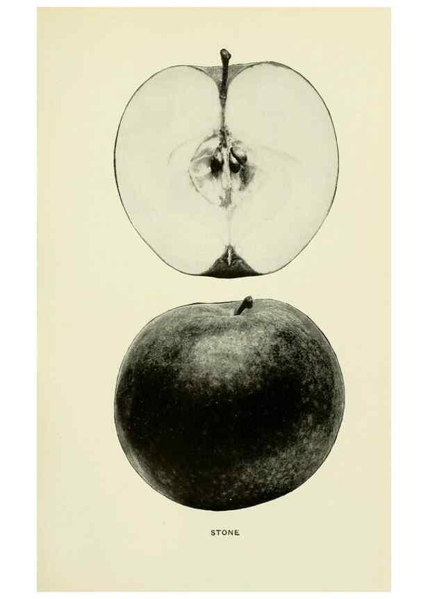 Reproducción/Reproduction 42460772271: The apples of New York,. Albany,J. B. Lyon Co., Printers,1905.. 