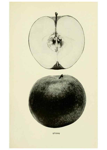 Reproducción/Reproduction 42460772271: The apples of New York,. Albany,J. B. Lyon Co., Printers,1905.. 