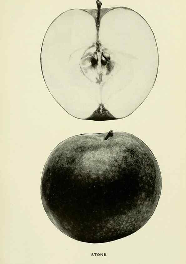 Reproducción/Reproduction 42460772271: The apples of New York,. Albany,J. B. Lyon Co., Printers,1905.. 