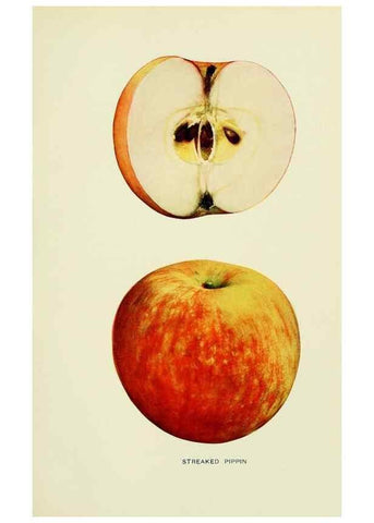 Reproducción/Reproduction 41737532284: The apples of New York,. Albany,J. B. Lyon Co., Printers,1905.. 