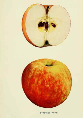 Reproducción/Reproduction 41737532284: The apples of New York,. Albany,J. B. Lyon Co., Printers,1905.. 