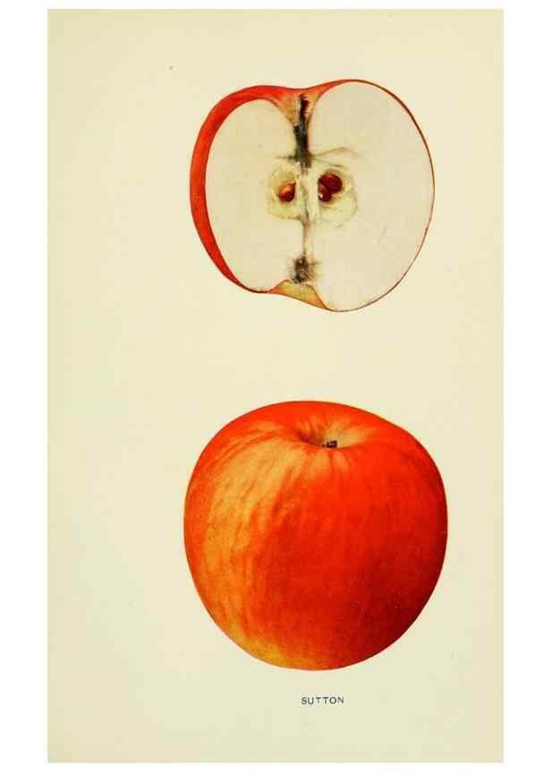 Reproducción/Reproduction 42410080512: The apples of New York,. Albany,J. B. Lyon Co., Printers,1905.. 