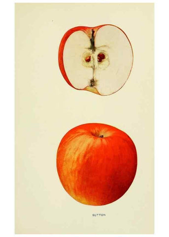 Reproducción/Reproduction 42410080512: The apples of New York,. Albany,J. B. Lyon Co., Printers,1905.. 