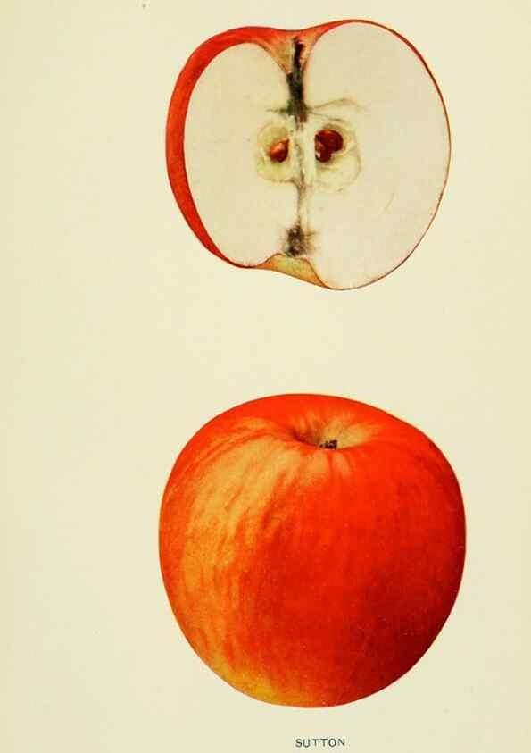 Reproducción/Reproduction 42410080512: The apples of New York,. Albany,J. B. Lyon Co., Printers,1905.. 