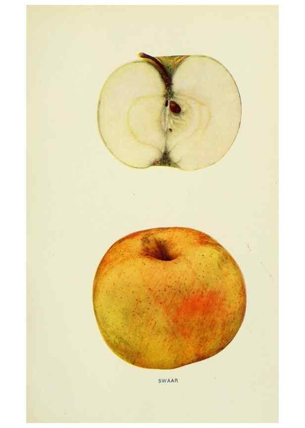 Reproducción/Reproduction 41558146155: The apples of New York,. Albany,J. B. Lyon Co., Printers,1905.. 