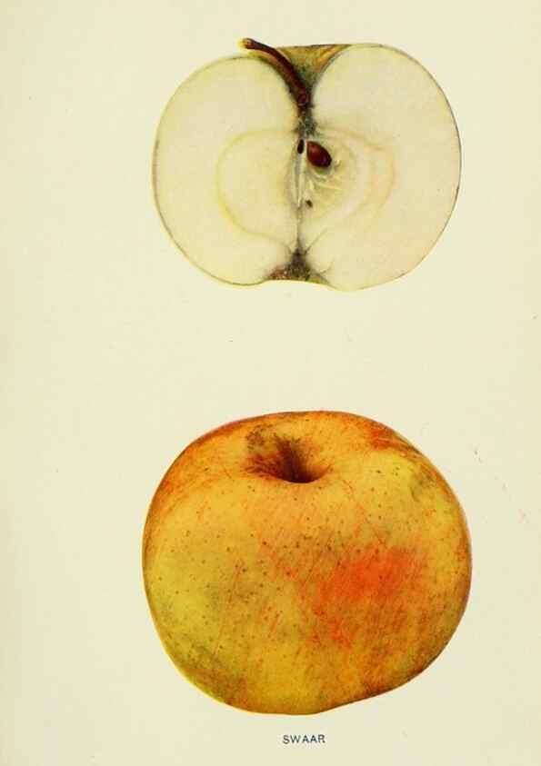 Reproducción/Reproduction 41558146155: The apples of New York,. Albany,J. B. Lyon Co., Printers,1905.. 