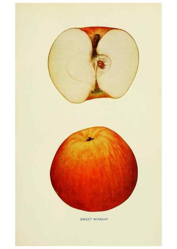 Reproducción/Reproduction 41737540384: The apples of New York,. Albany,J. B. Lyon Co., Printers,1905.. 