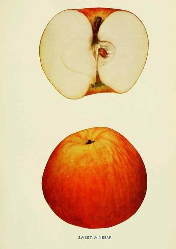 Reproducción/Reproduction 41737540384: The apples of New York,. Albany,J. B. Lyon Co., Printers,1905.. 