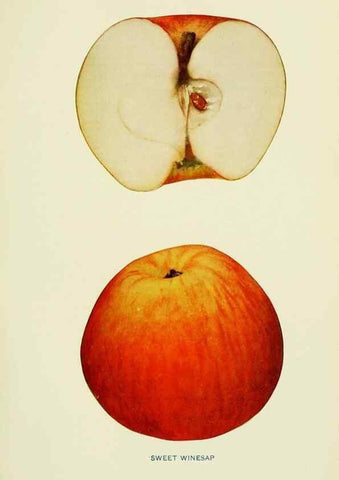 Reproducción/Reproduction 41737540384: The apples of New York,. Albany,J. B. Lyon Co., Printers,1905.. 