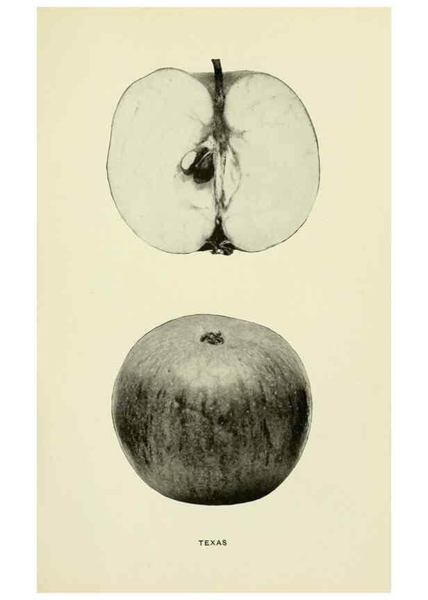 Reproducción/Reproduction 41737543214: The apples of New York,. Albany,J. B. Lyon Co., Printers,1905.. 