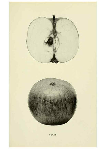 Reproducción/Reproduction 41737543214: The apples of New York,. Albany,J. B. Lyon Co., Printers,1905.. 
