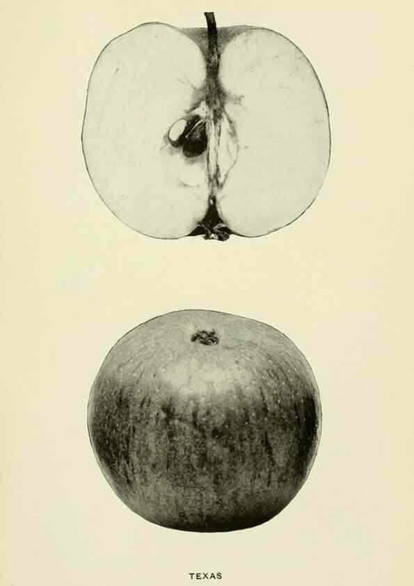 Reproducción/Reproduction 41737543214: The apples of New York,. Albany,J. B. Lyon Co., Printers,1905.. 